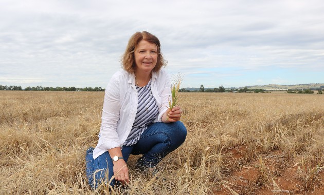 Charles Sturt research project on novel weed management identifies tactics for mixed farming systems