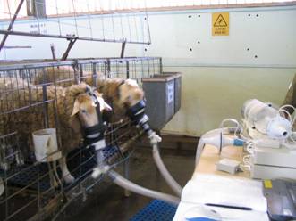 Measuring oxygen consumption in sheep