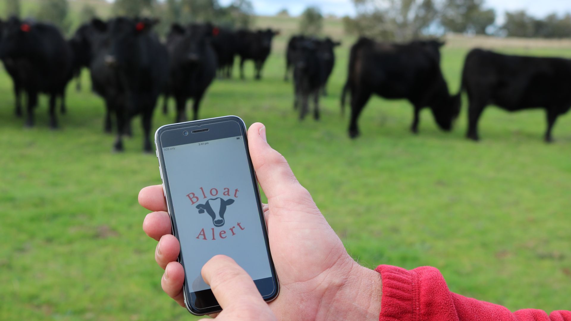 New app gives beef producers early warning on bloat