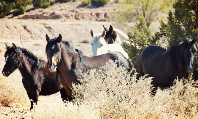 14,000 feral horses will continue to trample threatened species under seriously inadequate plan   