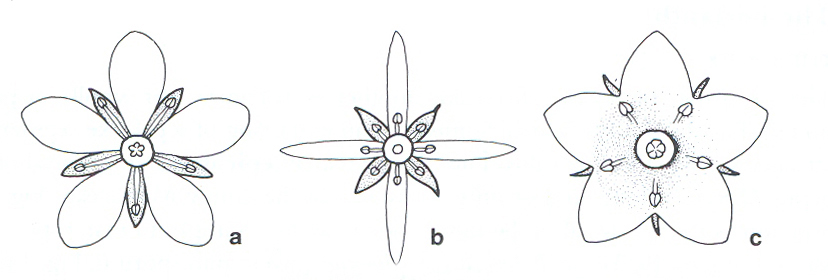 Actinomorphic Diagram