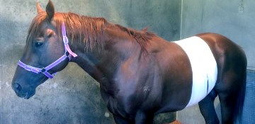 Thoroughbred's colic surgery