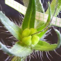 Paterson’s Curse flower. The green leaf-like structures are the sepals. The petals and stamens have fallen away. The long brown ‘thread’ is the style that extends between the lobes of the ovary.