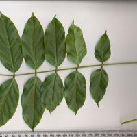 Compound Leaves - Pinnate