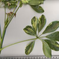 Compound Leaves - Palmate