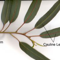 Leaves along the stem (cauline)