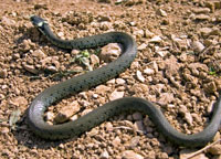 snake on dirt ground