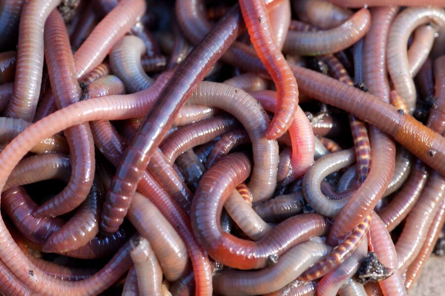 Earthworms vermicomposting