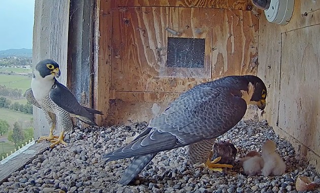 New falcon chicks in Orange need names – vote now