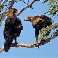 Wedge-tail Eagle (<em>Aquila audax</em>) Wiradjuri - maliyan.