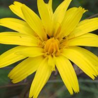 Yam Daisy (<em>Microseris lanceolata</em>)  Wiradjuri - murang or bading.