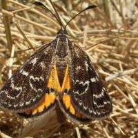 Golden Sun Moth (<em>Synemon plana</em>) is critically endangered