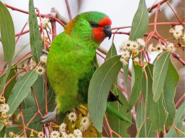 Little lorikeet in a eucalyptus tree. 