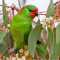 Flagship species Little Lorikeet (<em>  Glossopsitta pusilla </em>) is vulnerable