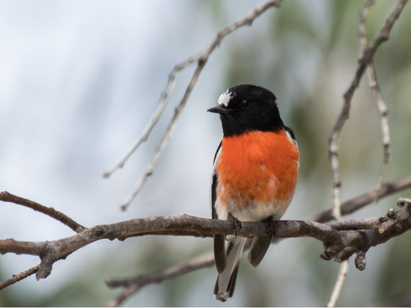 Scarlet Robin