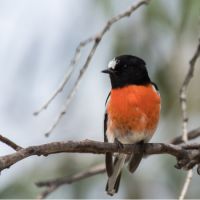 Flagship species Scarlet robin (<em>  Petroica boodang </em>) is vulnerable