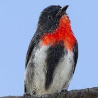 Mistletoe bird (<em>  Dicaeum hirundinaceum </em>)