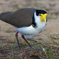 Masked Lapwing (<em>  Vanellinae </em>) Wiradjuri name Didadida