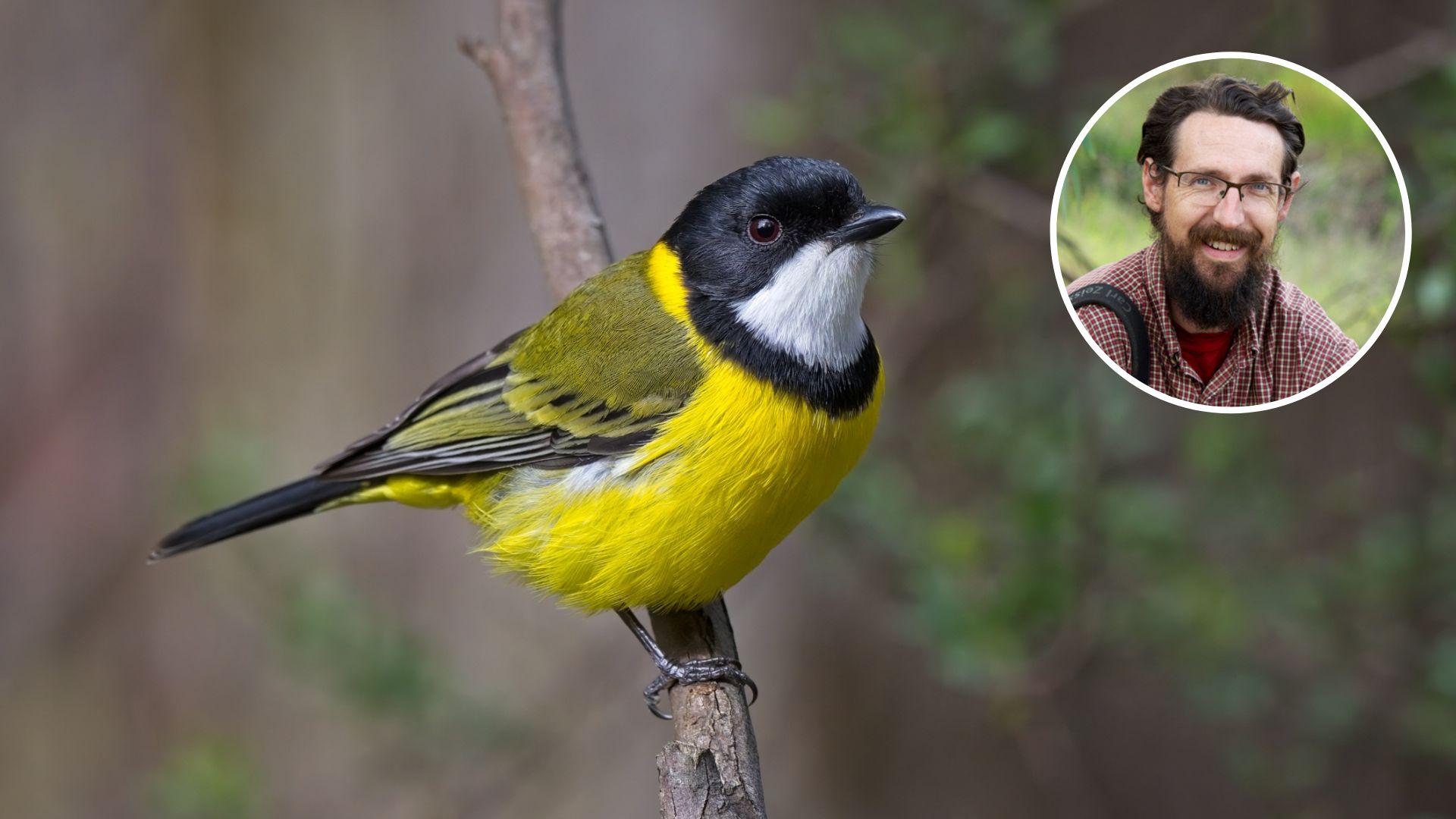 AI Tool set to transform woodland bird conservation