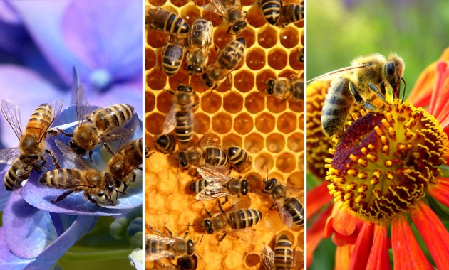 UN World Bee Day in Bathurst: we all depend on the survival of bees