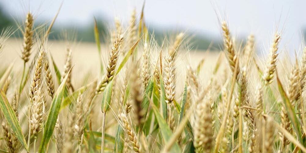 Wheat field