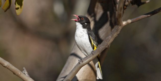 Automated Acoustic Biodiversity Monitoring for Woodland Birds card image