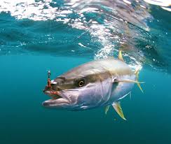 Kingfish