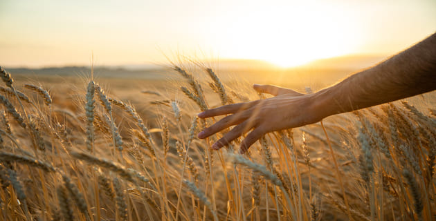 banner-helping-barley-growers