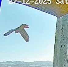Girri fledged successfully