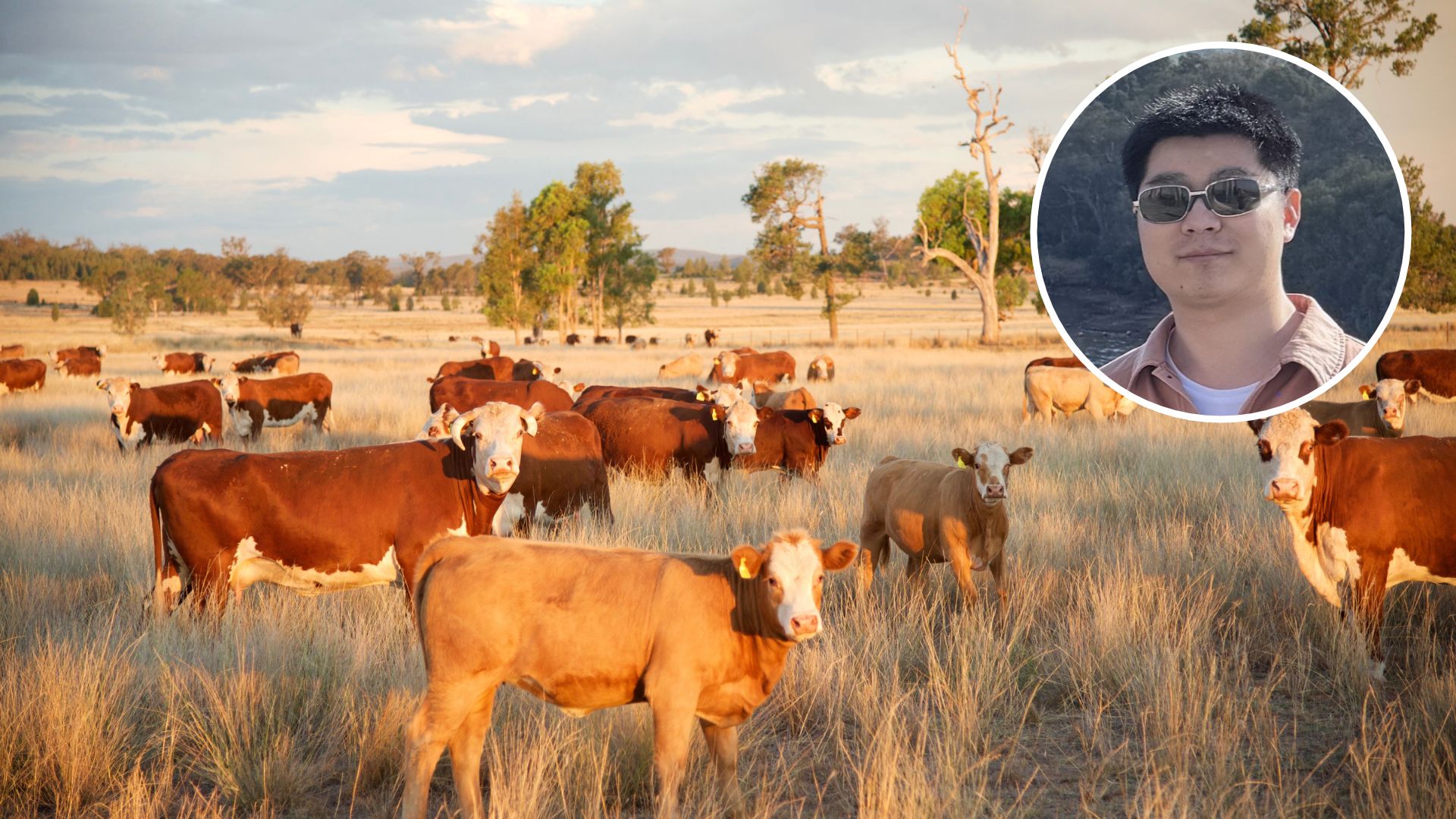 Research investigates use of AI and 3D modelling for remote estimation of livestock weight