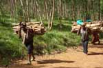 Women in the DRC risk attack from rebels and militia groups as they carry firewood to earn money for their families.