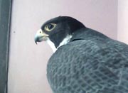 The female Peregrine Falcon in the water tower roosting box at CSU Orange.