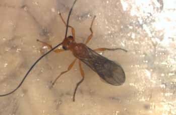 A parasitoid.