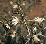Native plant Prickly Fanflower or Maroon Bush is one plant being investigated by CSU researcher Dr Philip Kerr.
