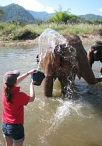Ms Naomi Hobson, a third year animal science student helps bath an elephant at the Elephant Nature Park in Thailand.