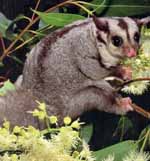 The native Squirrel Glider is listed as vulnerable under the Threatened Species Conservation Act 1995.