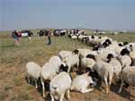 CSU students with sheep herders on Mongolia&rsquo;s Steppes