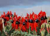 Photo of Sturt Desert Pea taken by Mr Jacob Philip at White Cliffs.