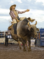 Image by Mr Angus Scanes, 2011.