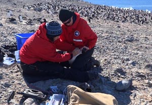 CSU researchers hard at work on Ross Island. Courtesy A. Matthews