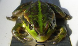 Southern bell frogs breed again