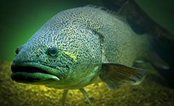 Murray cod