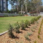 Landscape planting in the garden