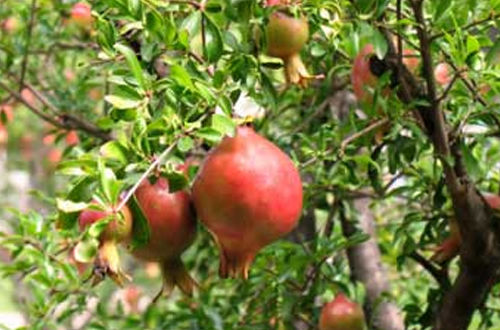 Pomegranate - pomegranate granatum