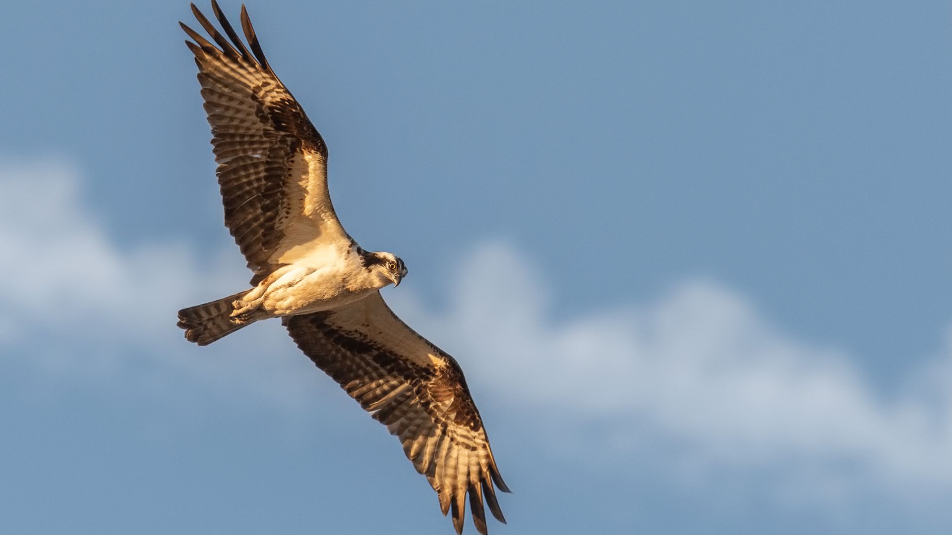 Falcon expert from India presents free public lecture in Orange