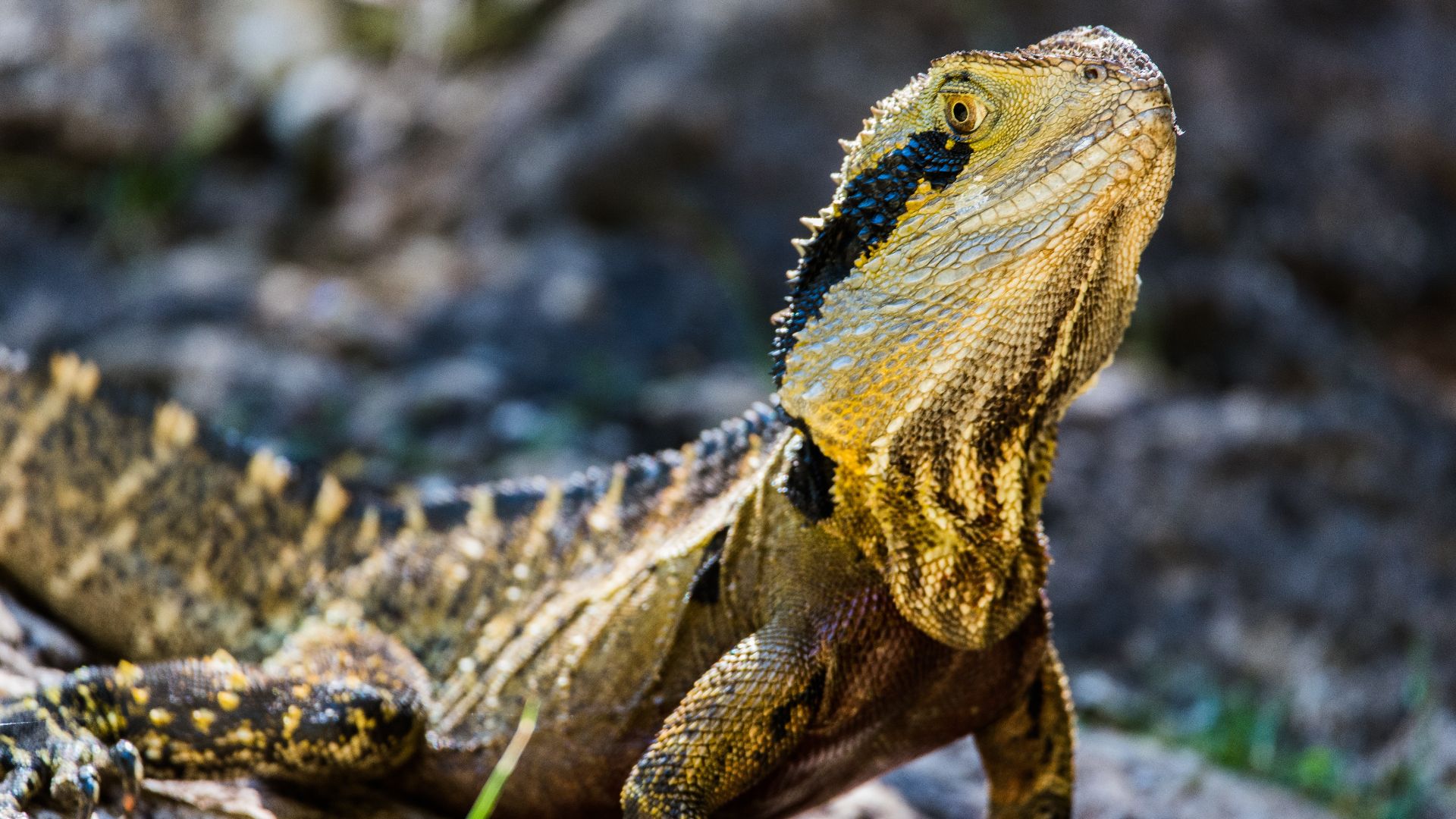 Should I stay or should I go? How Australia’s animals survive bushfires ...