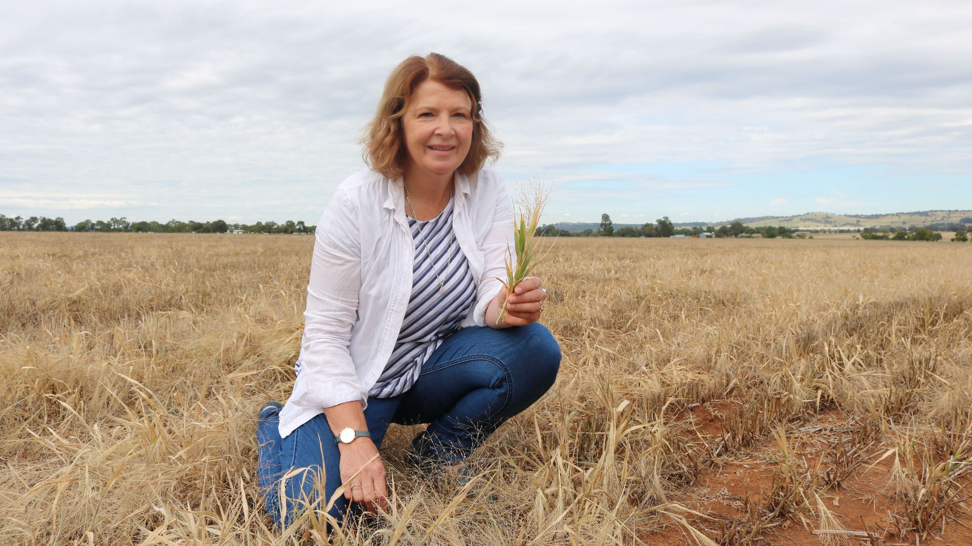 Charles Sturt research project on novel weed management identifies tactics for mixed farming systems