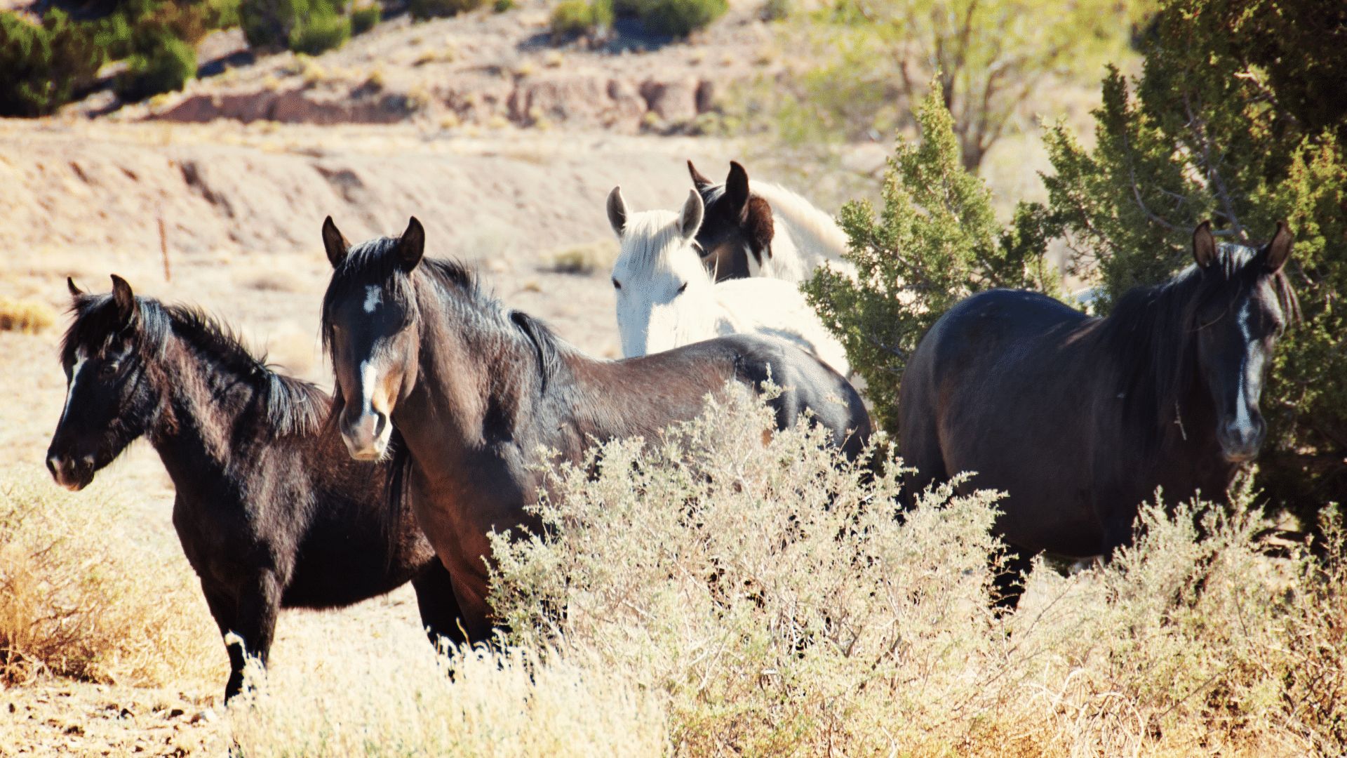 14,000 feral horses will continue to trample threatened species under seriously inadequate plan   