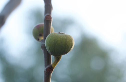 Fig Tree - Ficus Caria