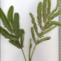 Compound Leaves - Bipinnate